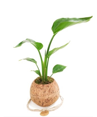 Starliçe-Cennet Kuşu-Strelitzia Nicolai 40 cm